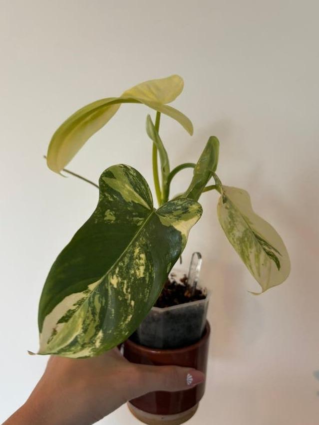 Philodendron Bipennifolium Variegata cutting with node – Horsehead Philodendron