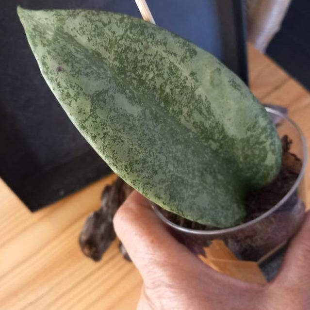 Hoya Macrophylla Silver cutting with node – Rare Vining Hoya