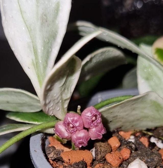 Hoya Heuschkeliana Variegata cutting with node – Rare Vining Hoya