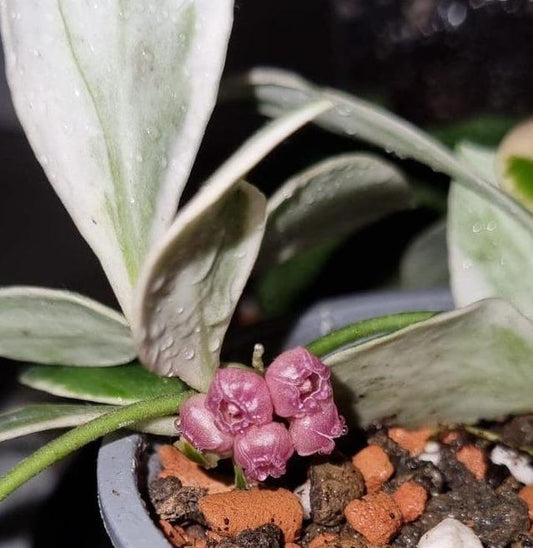 Hoya Heuschkeliana Variegata cutting