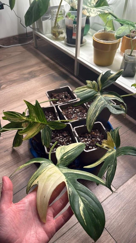Philodendron Pedatum Variegata cutting