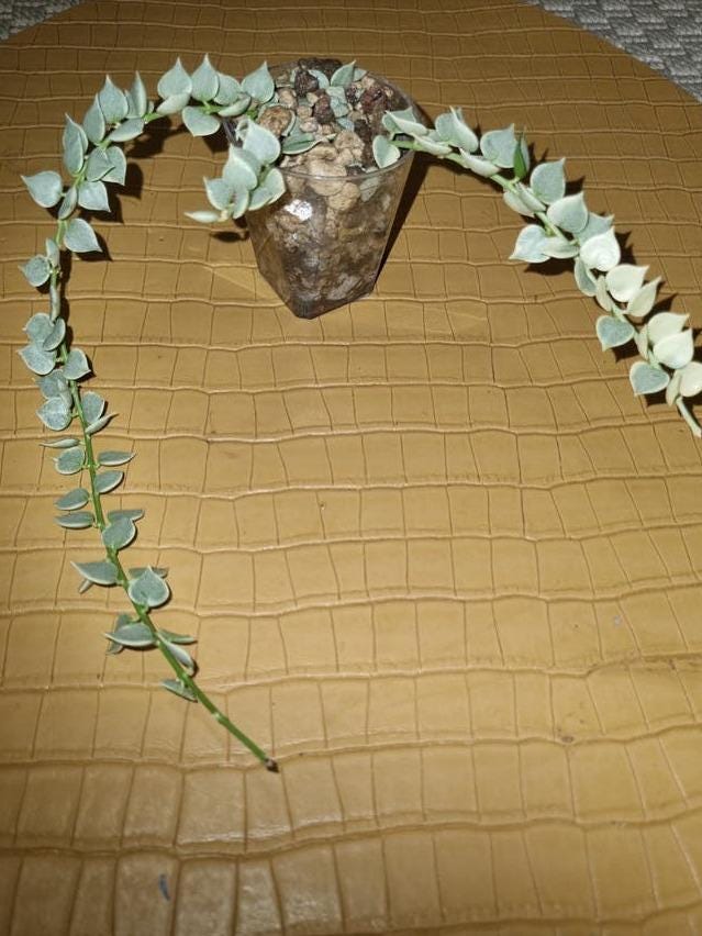 Dischidia Ruscifolia Variegata cutting with node – Million Hearts Plant
