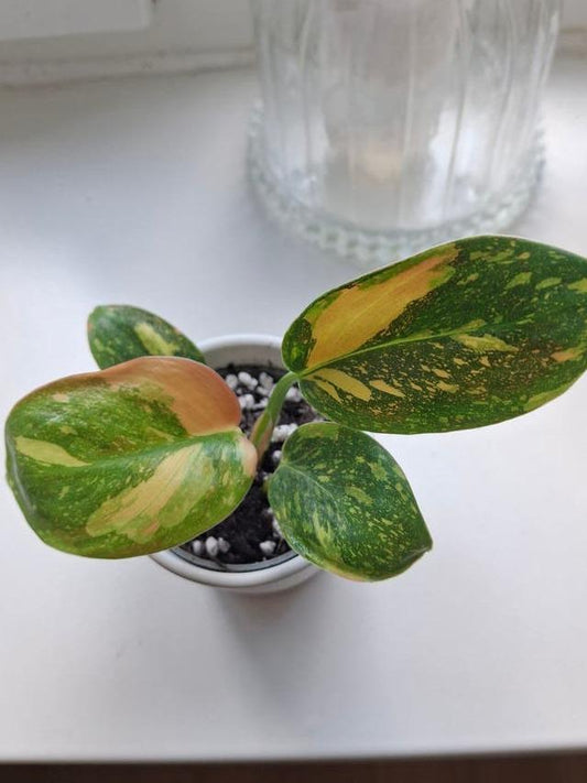 Philodendron Congo Nuclear Variegata cutting