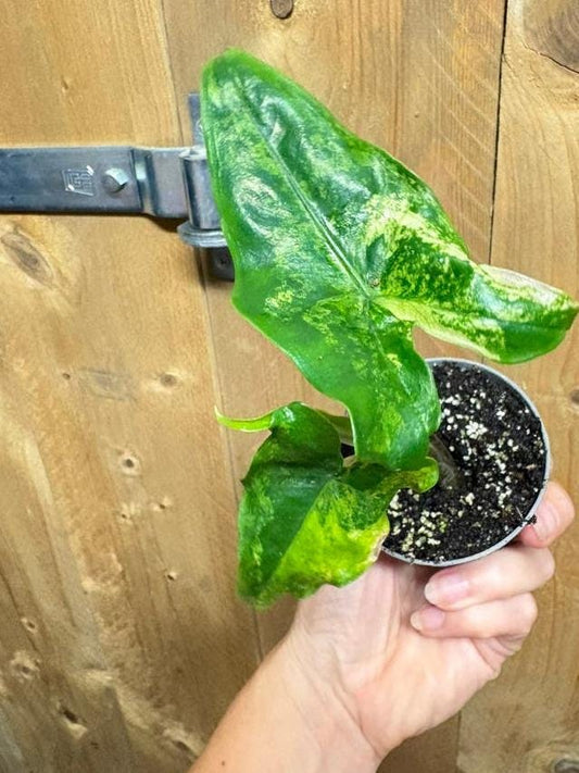 Alocasia Tigrina Aurea Variegata bulb