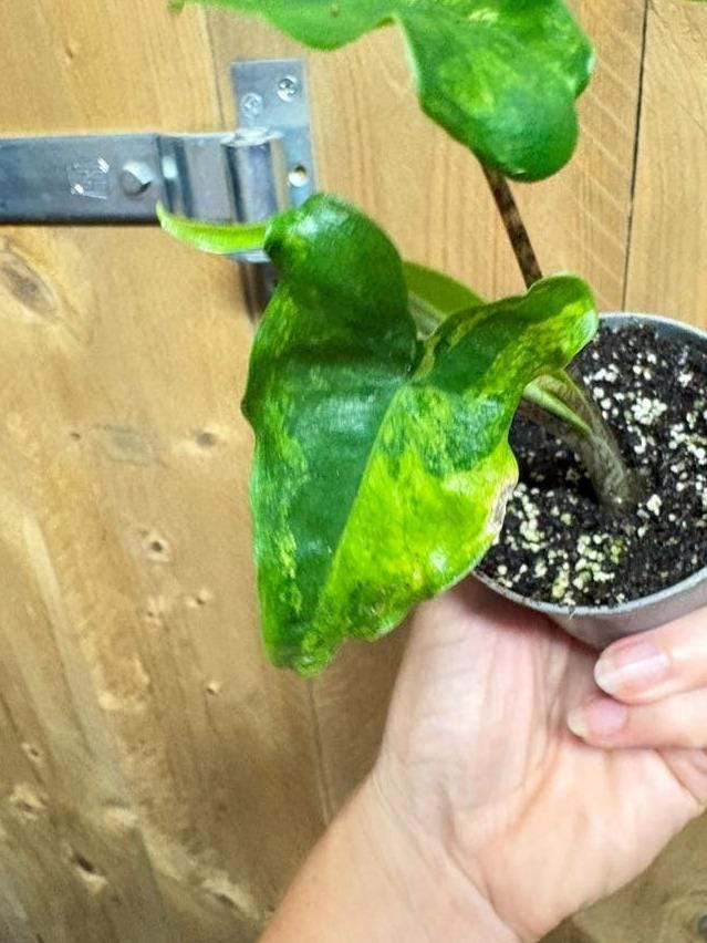 Alocasia Tigrina Aurea Variegata corm – Yellow Variegated Tiger Alocasia