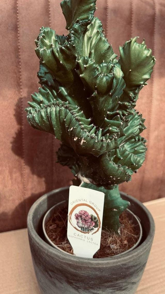 Euphorbia Lactea Cristata cutting