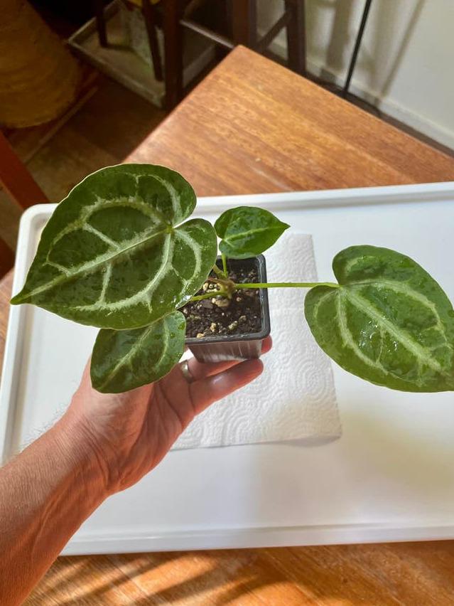 Anthurium Silver Blush x Papillilaminum x Regale cutting with node – Velvet Leaf Anthurium Hybrid