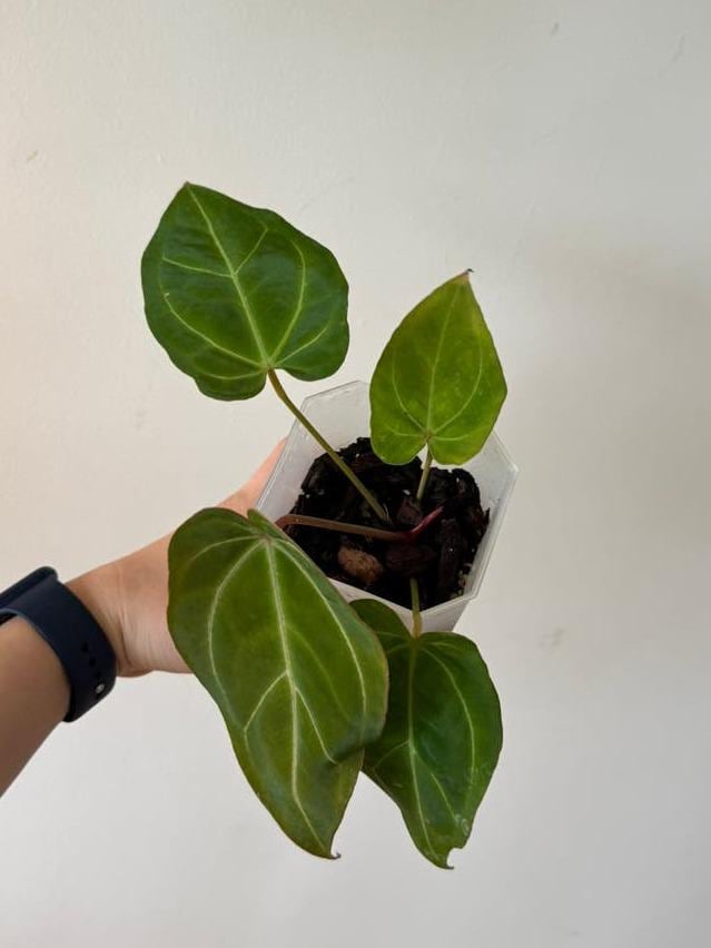 Anthurium Crystallinum x Ace of Spades x Dressleri cutting with node – Velvet Leaf Anthurium Hybrid