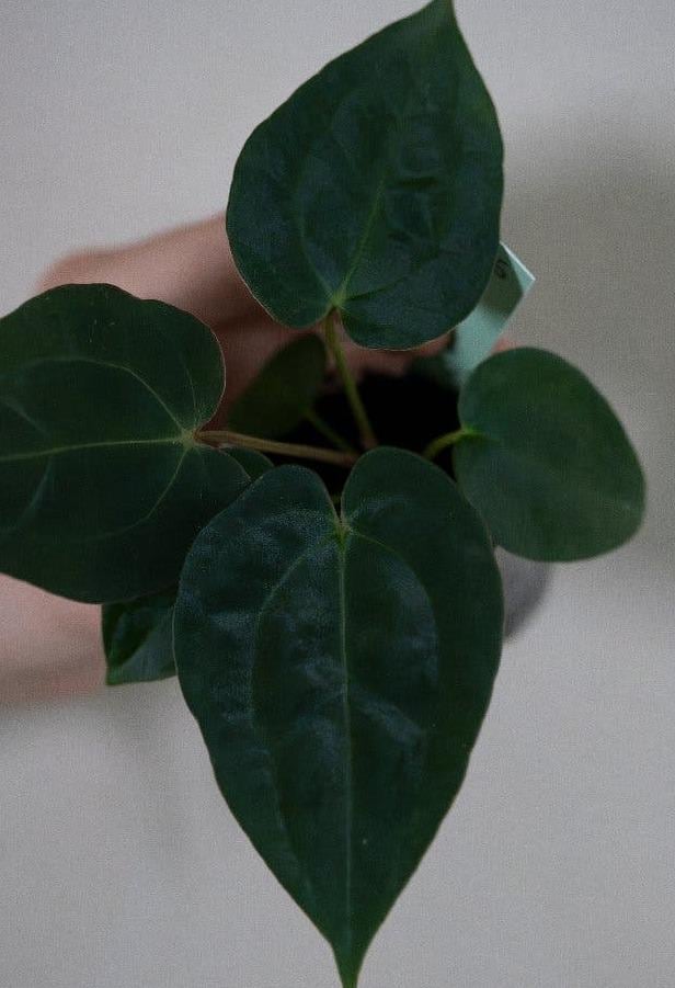 Anthurium Michelle x Papillilaminum cutting with node – Velvet Leaf Anthurium Hybrid
