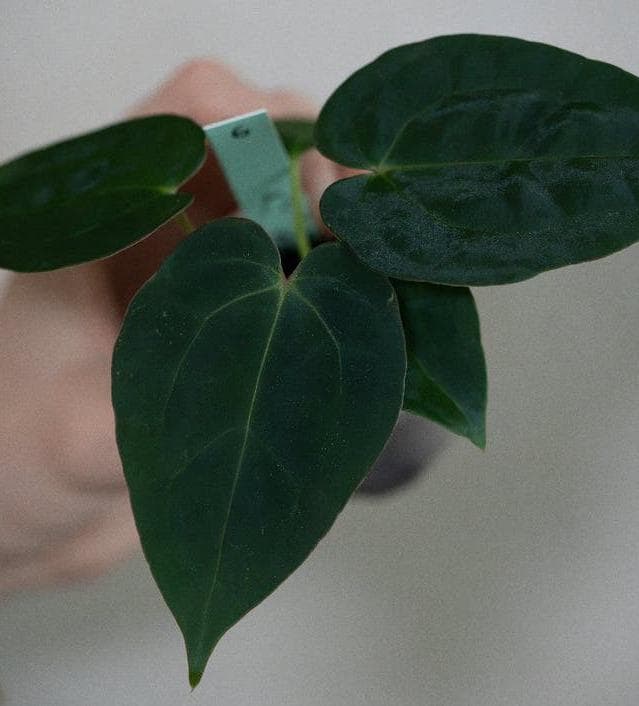 Anthurium Michelle x Papillilaminum cutting with node – Velvet Leaf Anthurium Hybrid