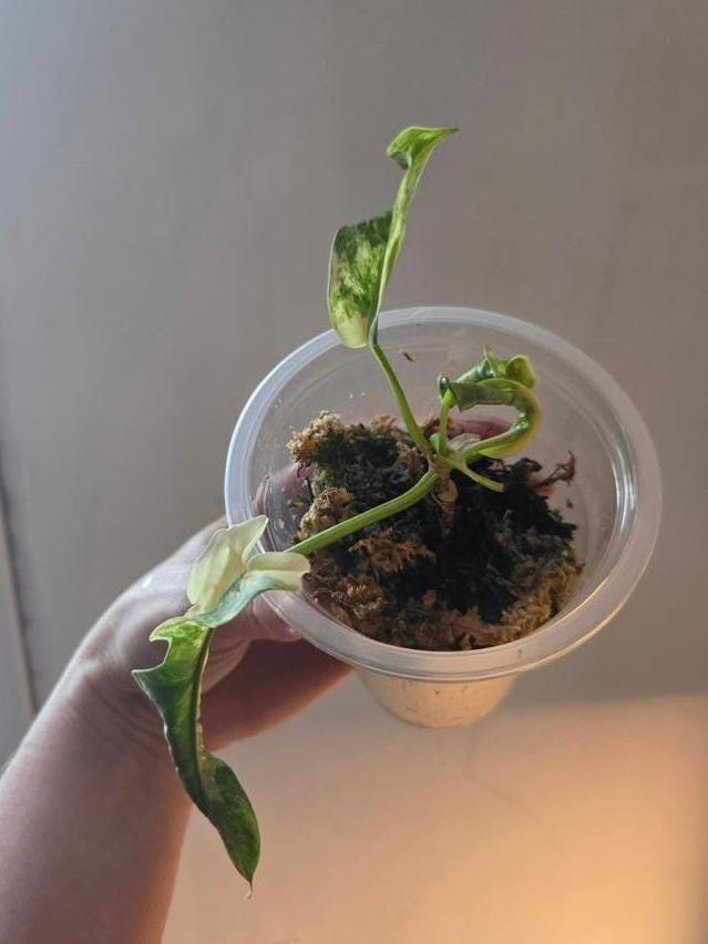 Philodendron Tortum x Florida Beauty cutting with node – Lobed Leaf Philodendron Hybrid