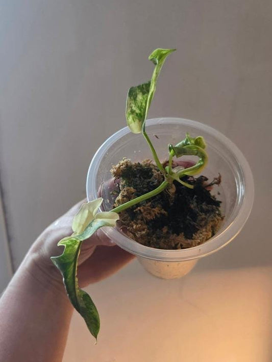 Philodendron Tortum x Florida Beauty cutting