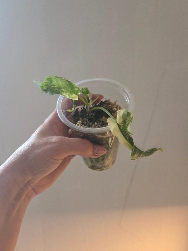 Philodendron Tortum x Florida Beauty cutting with node – Lobed Leaf Philodendron Hybrid