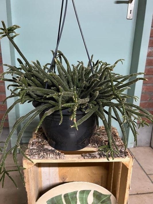 Rhipsalis Baccifera Horrida cutting