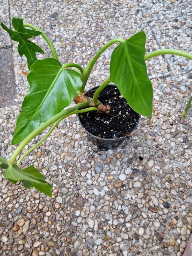 Philodendron Radiatum cutting with node – Lobed Leaf Philodendron