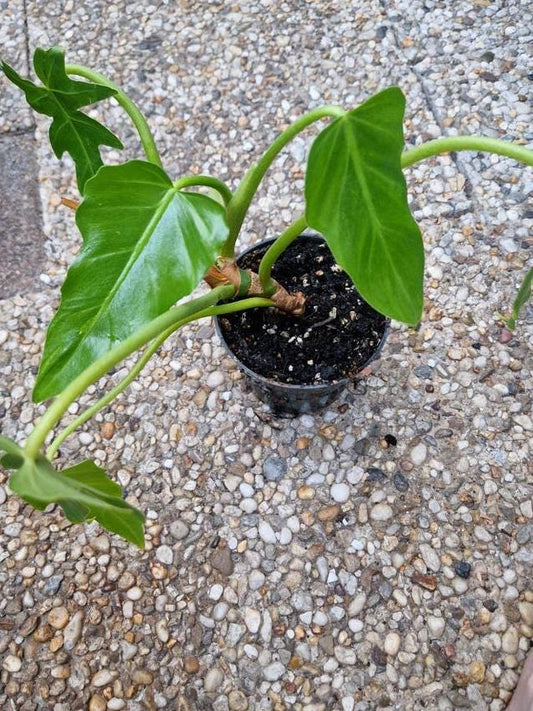 Philodendron Radiatum cutting