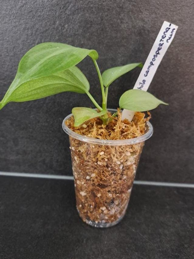 Philodendron Camposportoanum cutting with node – Lobed Leaf Philodendron