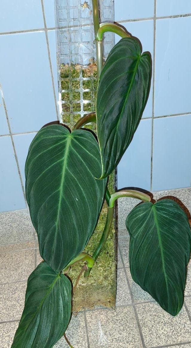 Philodendron Gigas cutting with node – Velvet Leaf Philodendron