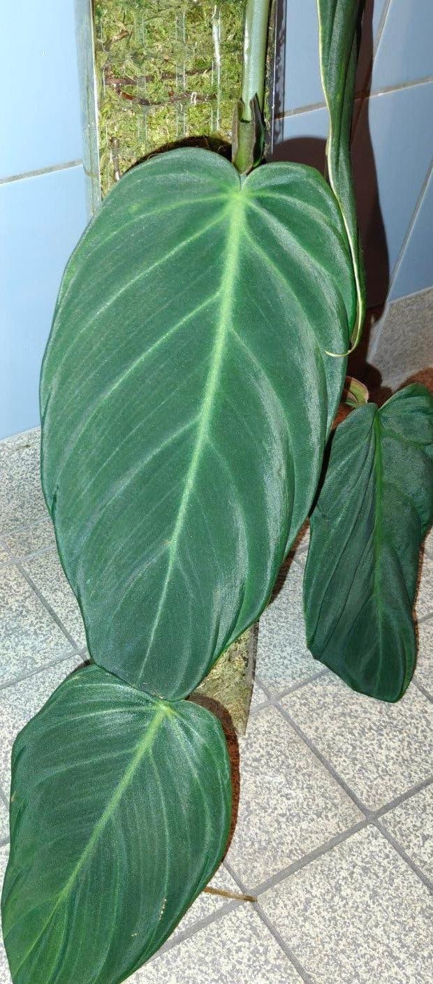 Philodendron Gigas cutting with node – Velvet Leaf Philodendron