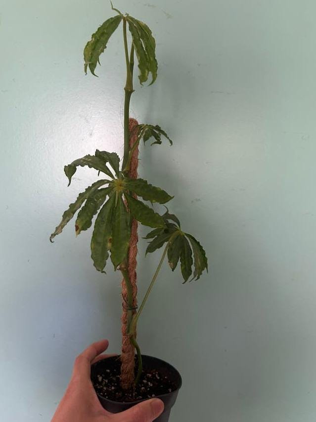 Anthurium Polyschistum cutting with node – Finger Leaf Anthurium