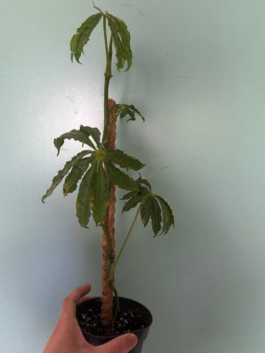 Anthurium Polyschistum cutting