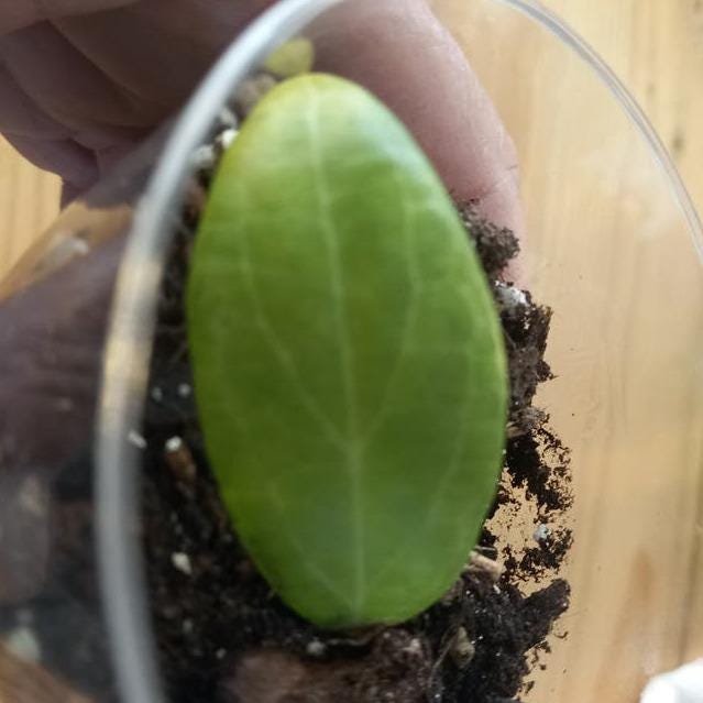 Hoya Camphorifolia cutting with node – Rare Vining Hoya