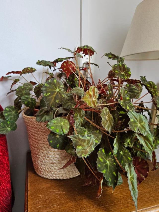 Begonia Bowerae cutting with node – Eyelash Begonia
