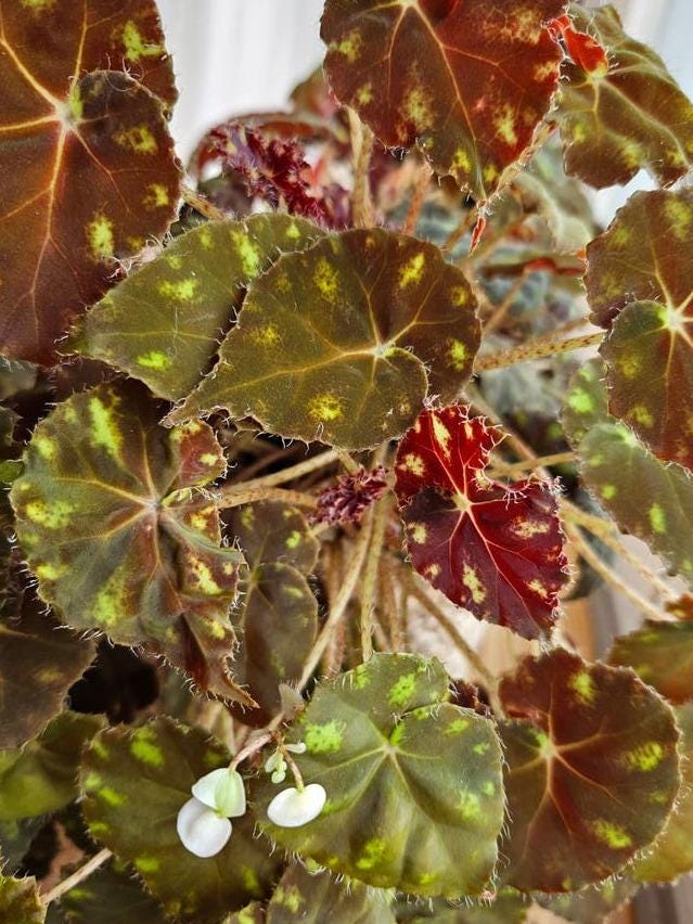 Begonia Bowerae cutting with node – Eyelash Begonia