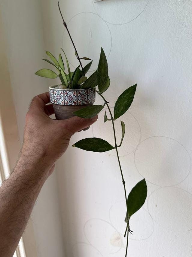 Hoya Memoria cutting with node – Rare Vining Hoya