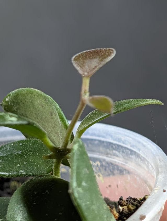 Hoya Kalimantan cutting with node – Rare Vining Hoya