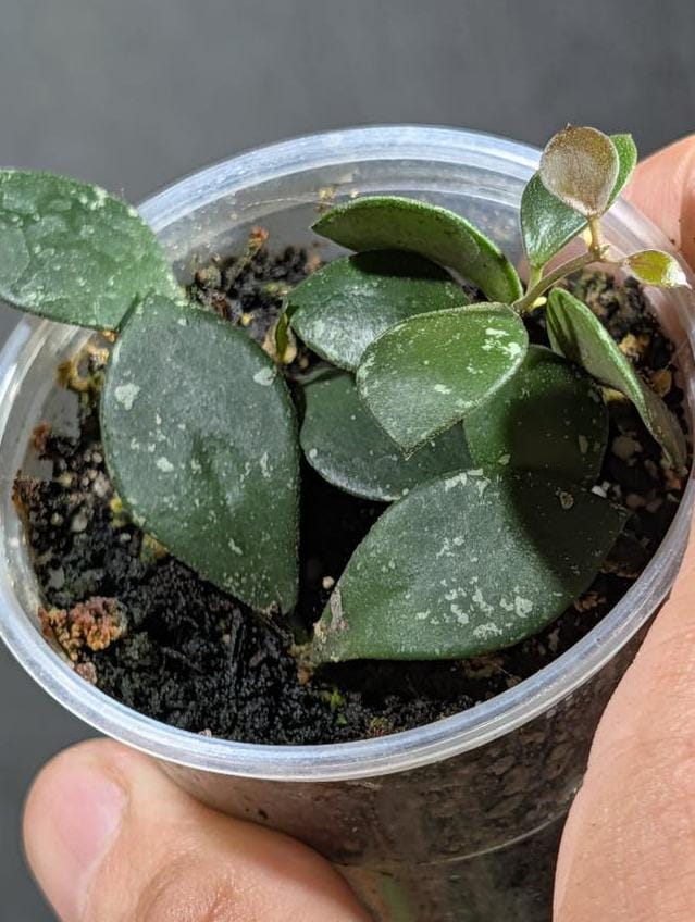 Hoya Kalimantan cutting with node – Rare Vining Hoya