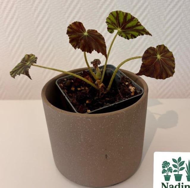 Begonia Mazae cutting with node – Rare Species Begonia