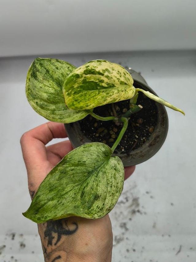 Scindapsus Grokii Mint Variegata cutting with node – Mint Variegated Scindapsus