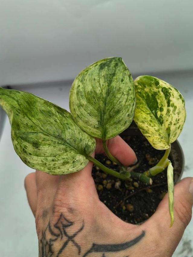 Scindapsus Grokii Mint Variegata cutting with node – Mint Variegated Scindapsus