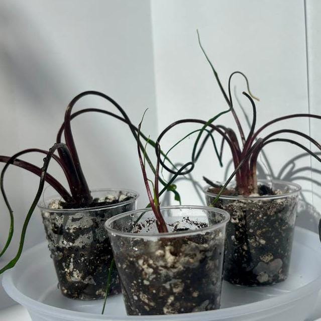 Alocasia Plumbea Flying Squid corm – Rare Alocasia with Tentacle Leaves