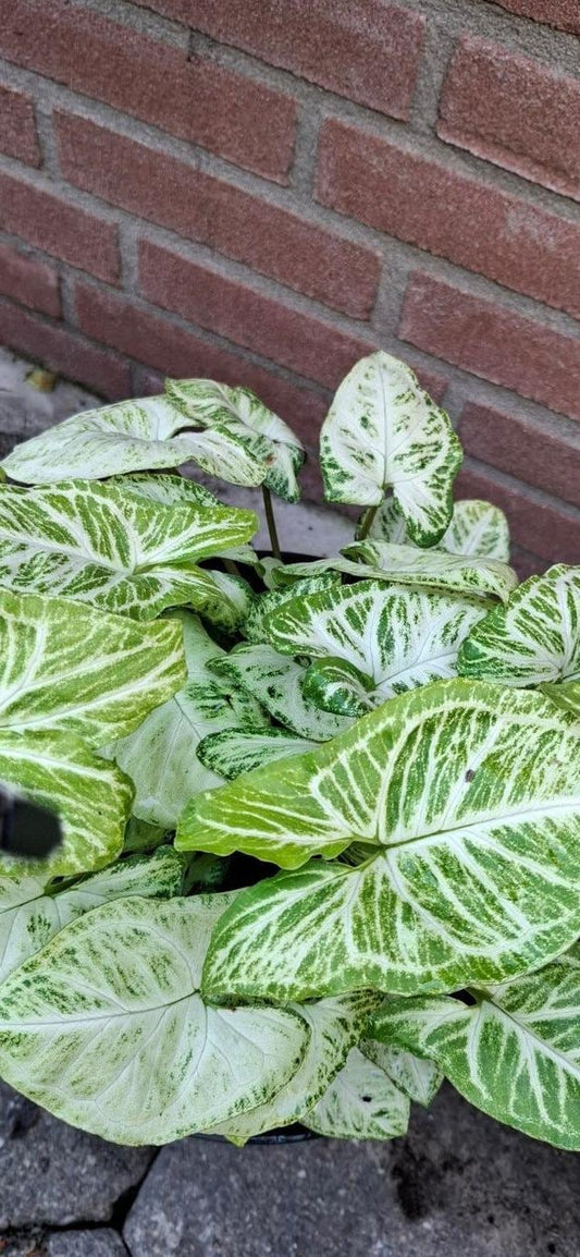 Syngonium White Butterfly cutting