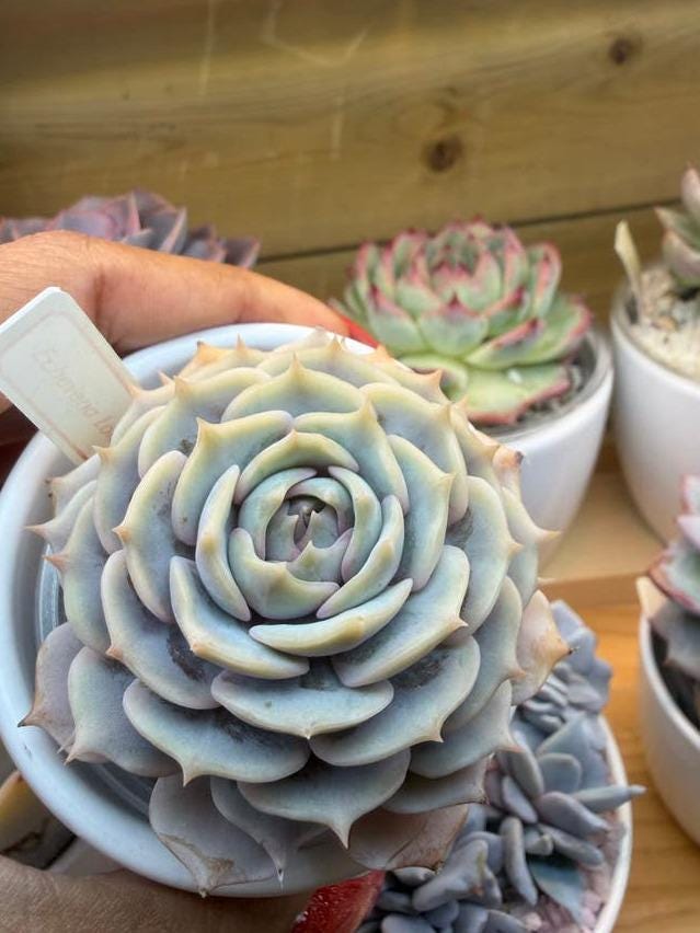Echeveria Lola propagation leaves – Pastel Rosette Succulent