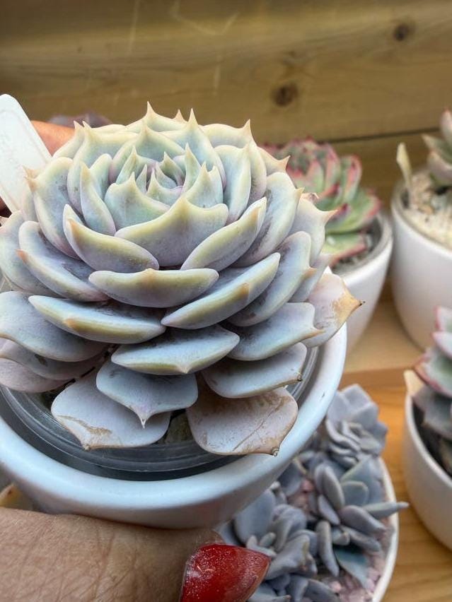 Echeveria Lola propagation leaves – Pastel Rosette Succulent