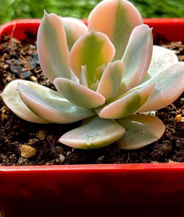 Echeveria Runyonii Akaihosi propagation leaves – Pink Cream Rosette Succulent