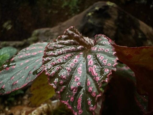 Begonia Saripoi cutting with node – Rare Species Begonia