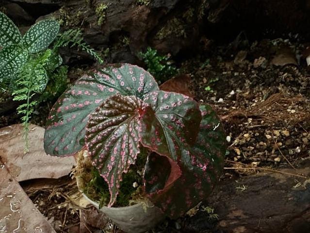 Begonia Saripoi cutting with node – Rare Species Begonia