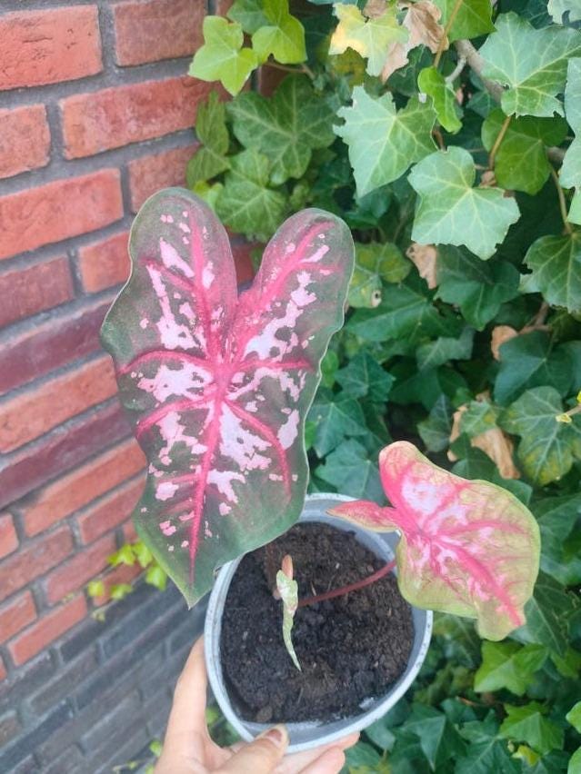 Caladium Pink Beauty corm – Pink Leaf Caladium Tuber