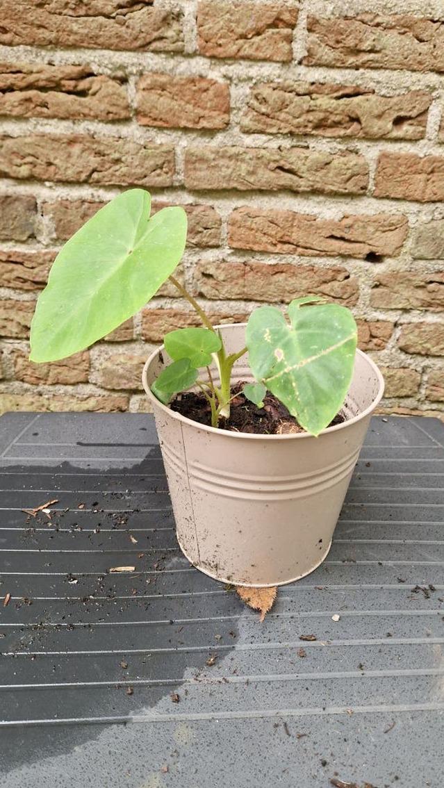 Colocasia Pink China corm – Pink Stem Colocasia