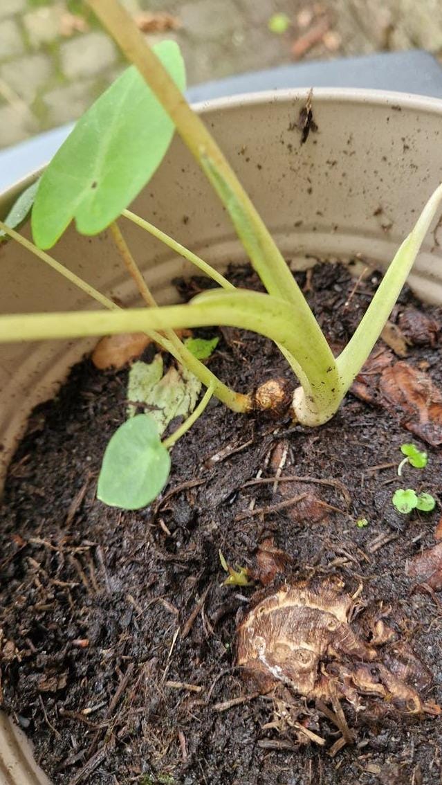 Colocasia Pink China corm – Pink Stem Colocasia