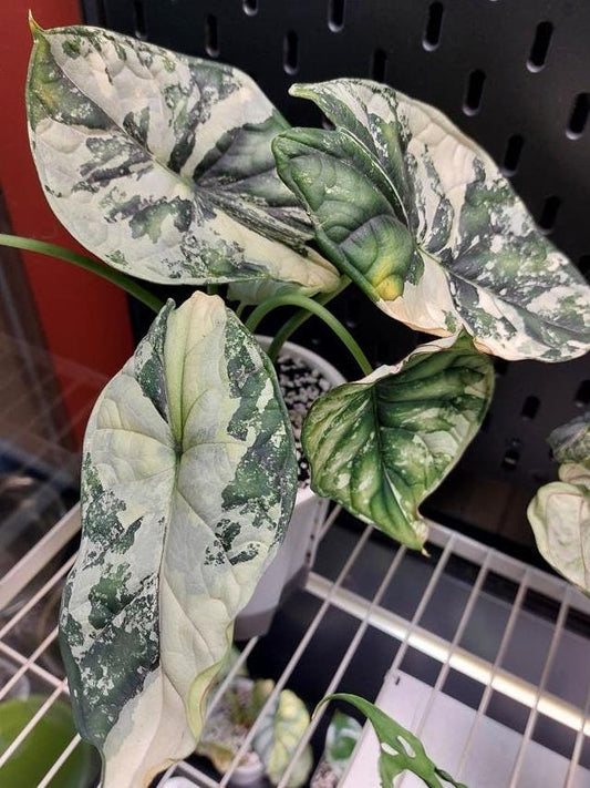 Alocasia Dragon Scale Albo bulb