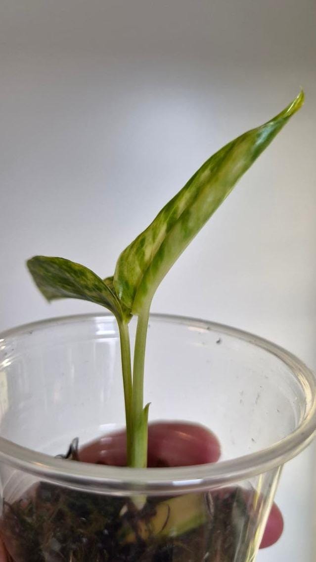 Epipremnum Cintho Goldfinger cutting with node – Golden Variegated Pothos