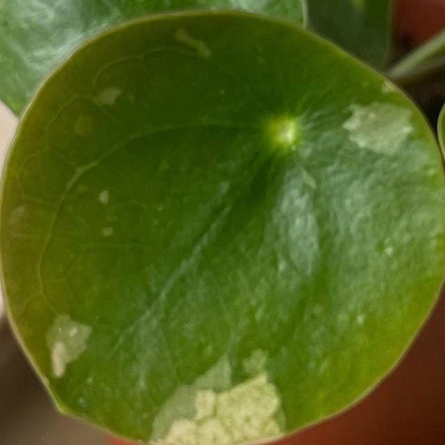 Pilea White Splash cutting with node – White Splash Pilea