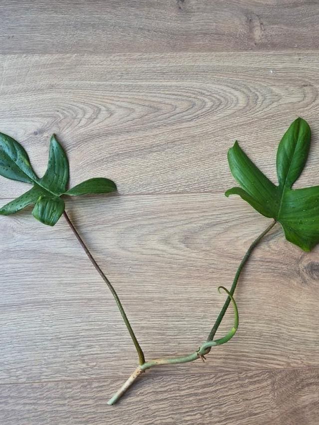 Philodendron Florida Green cutting with node – Lobed Leaf Philodendron