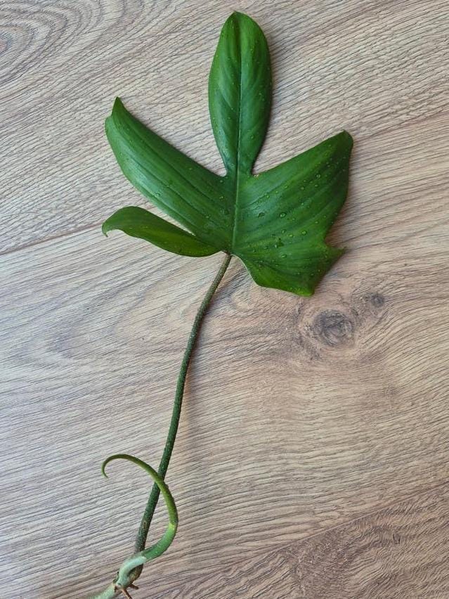 Philodendron Florida Green cutting with node – Lobed Leaf Philodendron