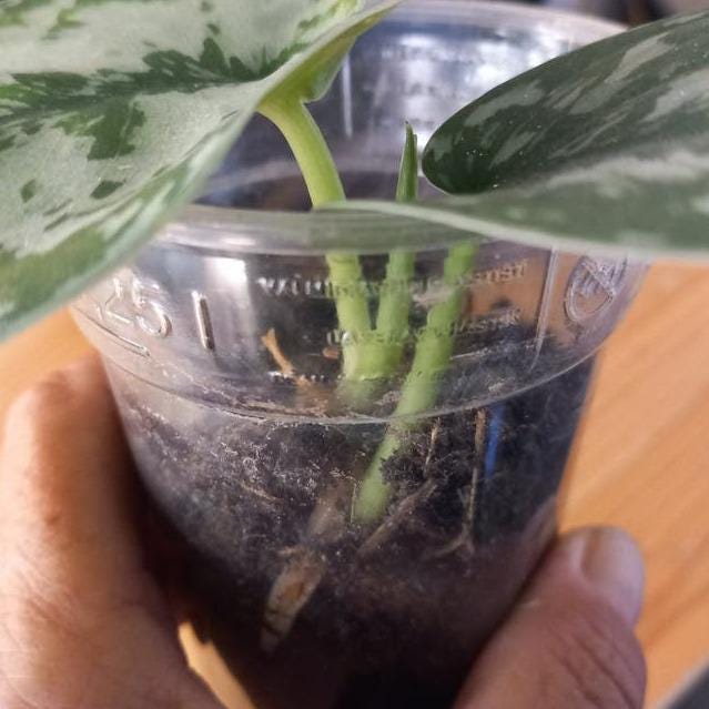 Scindapsus Exotica cutting
